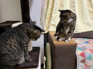 2匹の猫がねずみのオモチャを見ているところ