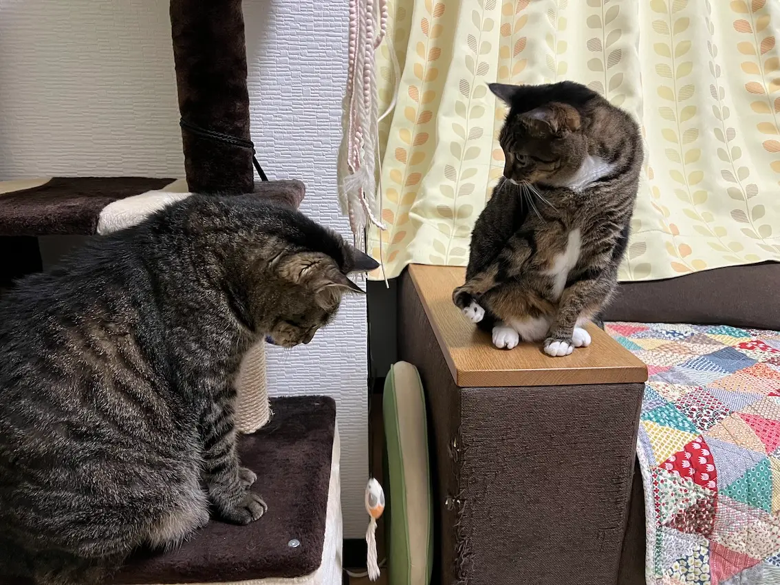 2匹の猫がねずみのオモチャを見ているところ