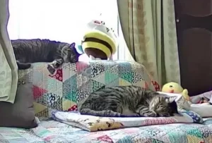ソファで寝る2匹の猫
