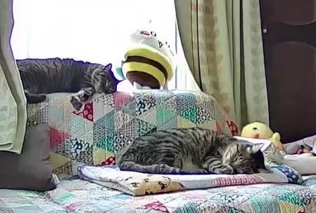 ソファで寝る2匹の猫