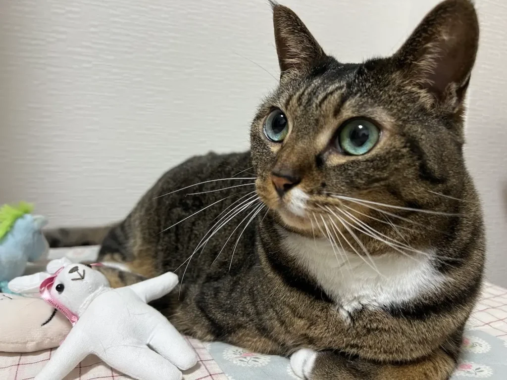 ネコの写真
