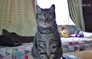 ペットカメラを直視している猫のハムくん