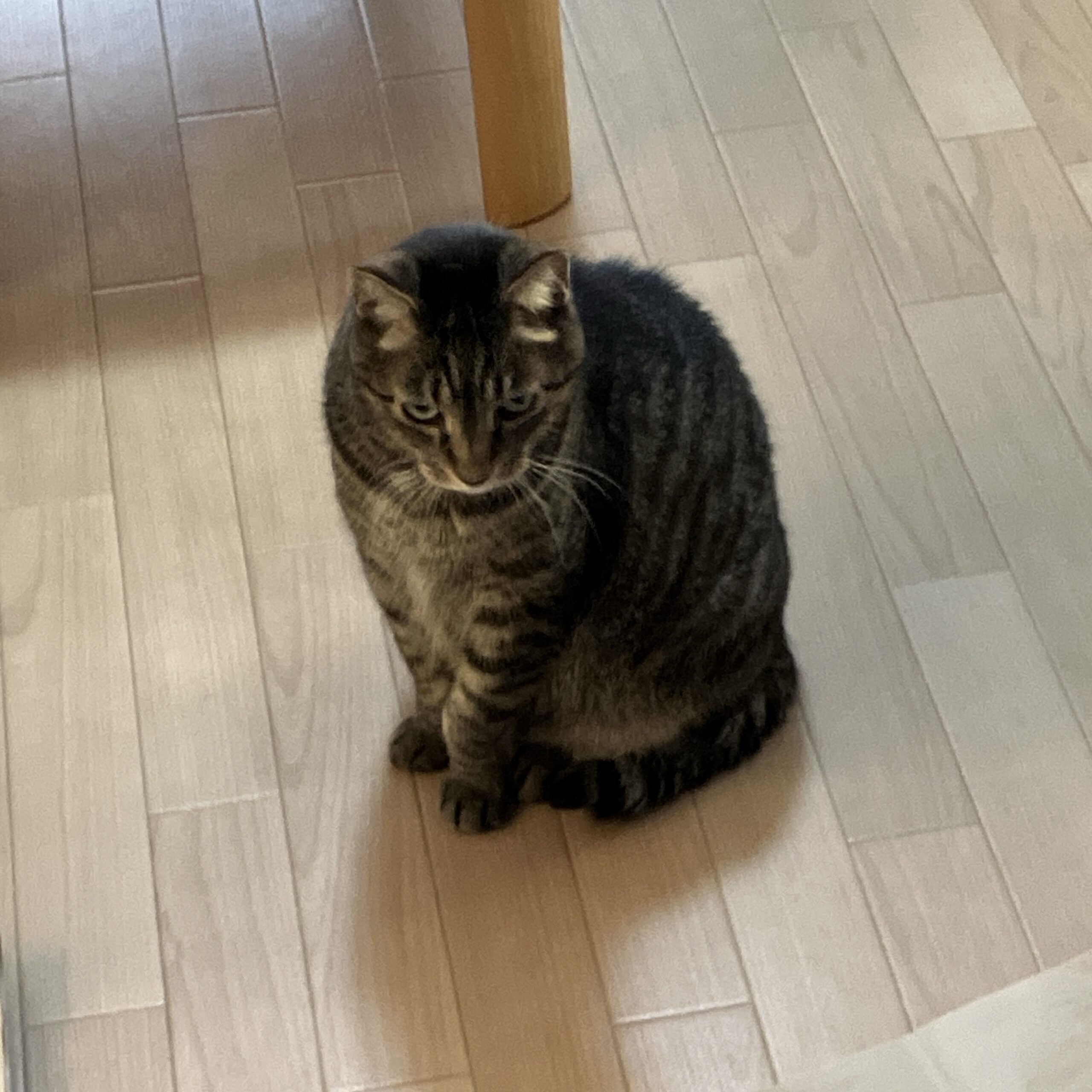 猫さんの画像