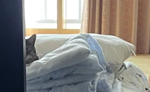 ドアからのぞいている猫