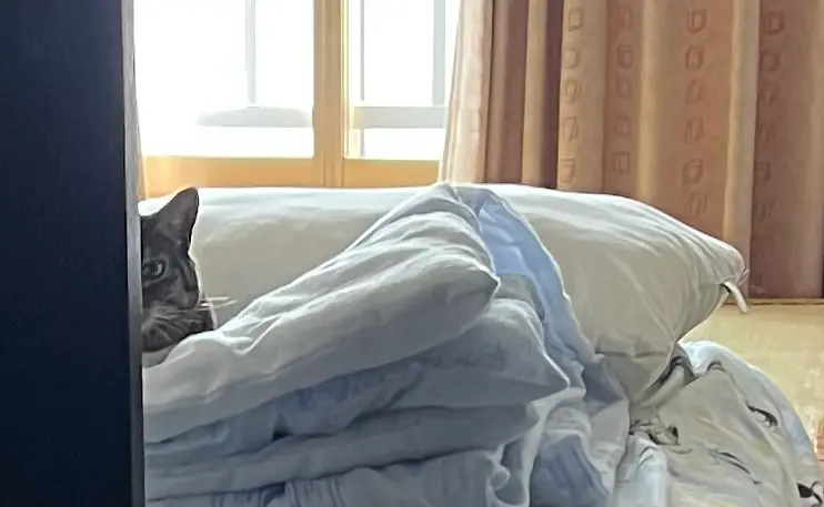 ドアからのぞいている猫