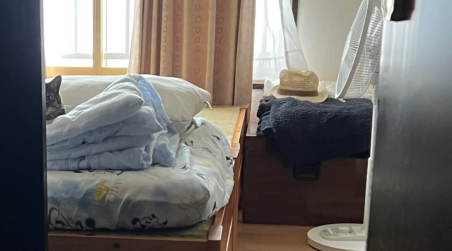 ドアからのぞいている猫