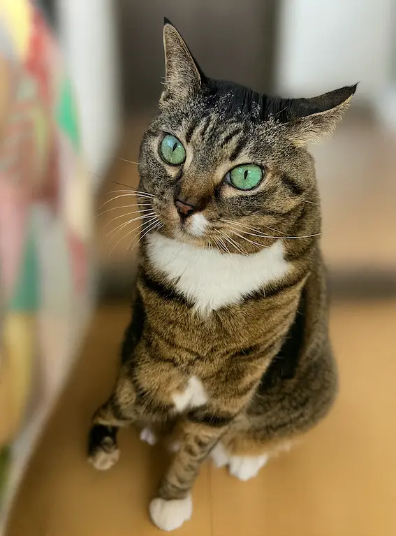 猫のリカちゃん