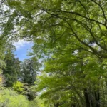 木々の合間から見える空