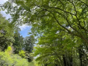 木々の合間から見える空