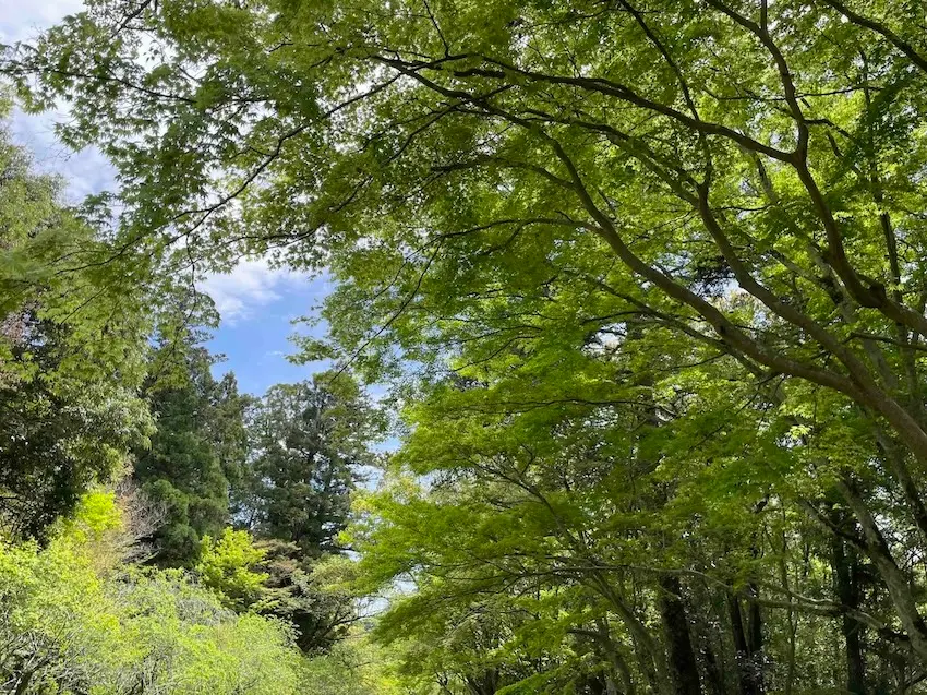 木々の合間から見える空