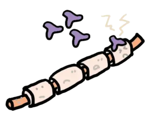 MOG抗体が結合する