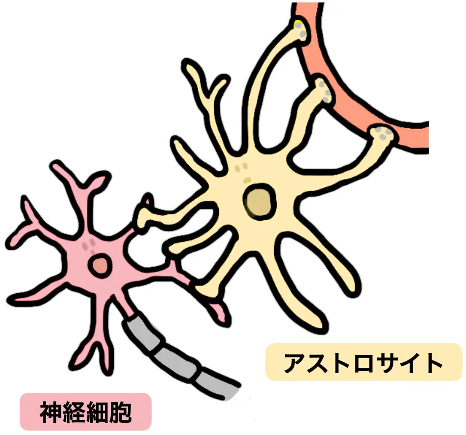 通常の状態のアストロサイトと神経細胞を示す模式図